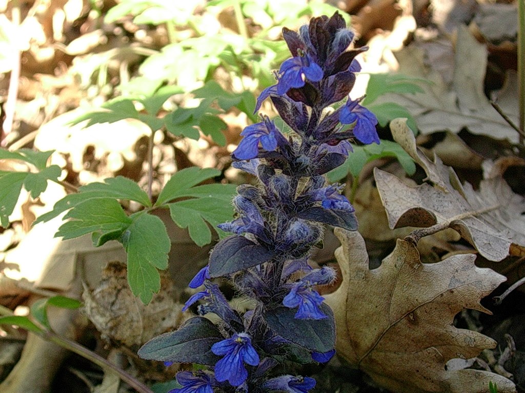 9 Aprile vecchio ritrovamento